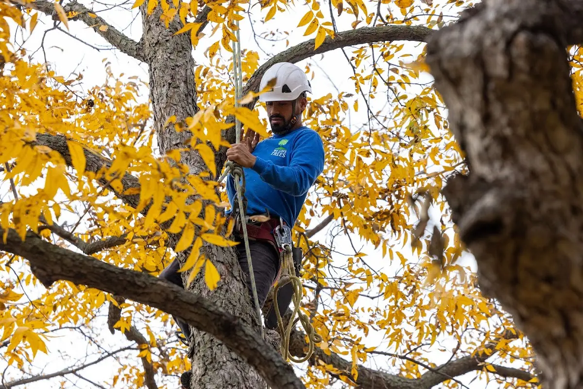 Skilled Tree Pruning crew working in Churchs Ferry