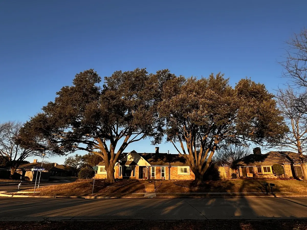 Established residential canopy tree shading a home in Churchs Ferry